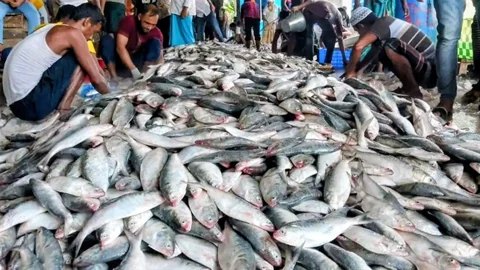 ট্রলারভর্তি ১০০ মণ ইলিশ নিয়ে ফিরলেন জেলেরা