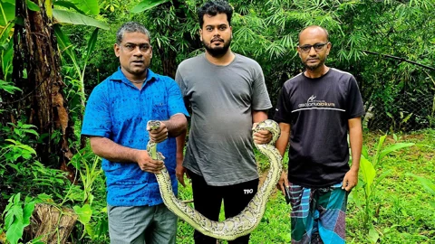 বসতবাড়ির গোয়ালঘর থেকে ৯ ফুট লম্বা অজগর উদ্ধার