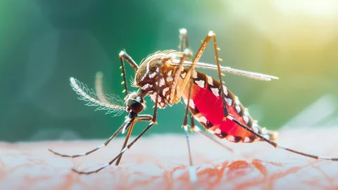 ডেঙ্গুতে সারা দেশে আরও ৬ জনের মৃত্যু