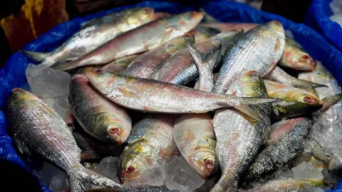 গুজরাট থেকে বাংলাদেশে ইলিশ, পূজায় ‘পদ্মার উপহার’ নিয়ে উদ্বিগ্ন পশ্চিমবঙ্গ