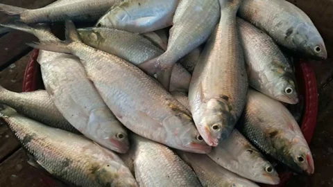 ইলিশ ধরতে পদ্মা-মেঘনায় জেলেরা, সরগরম আড়ত